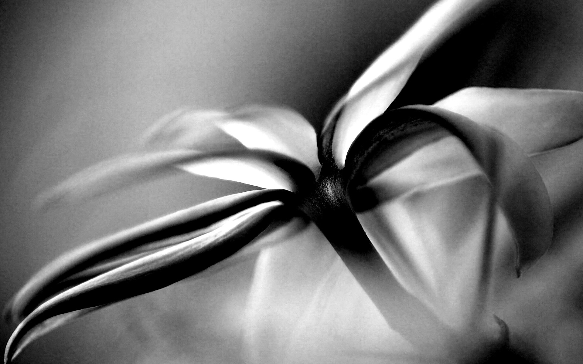 Цветок обои