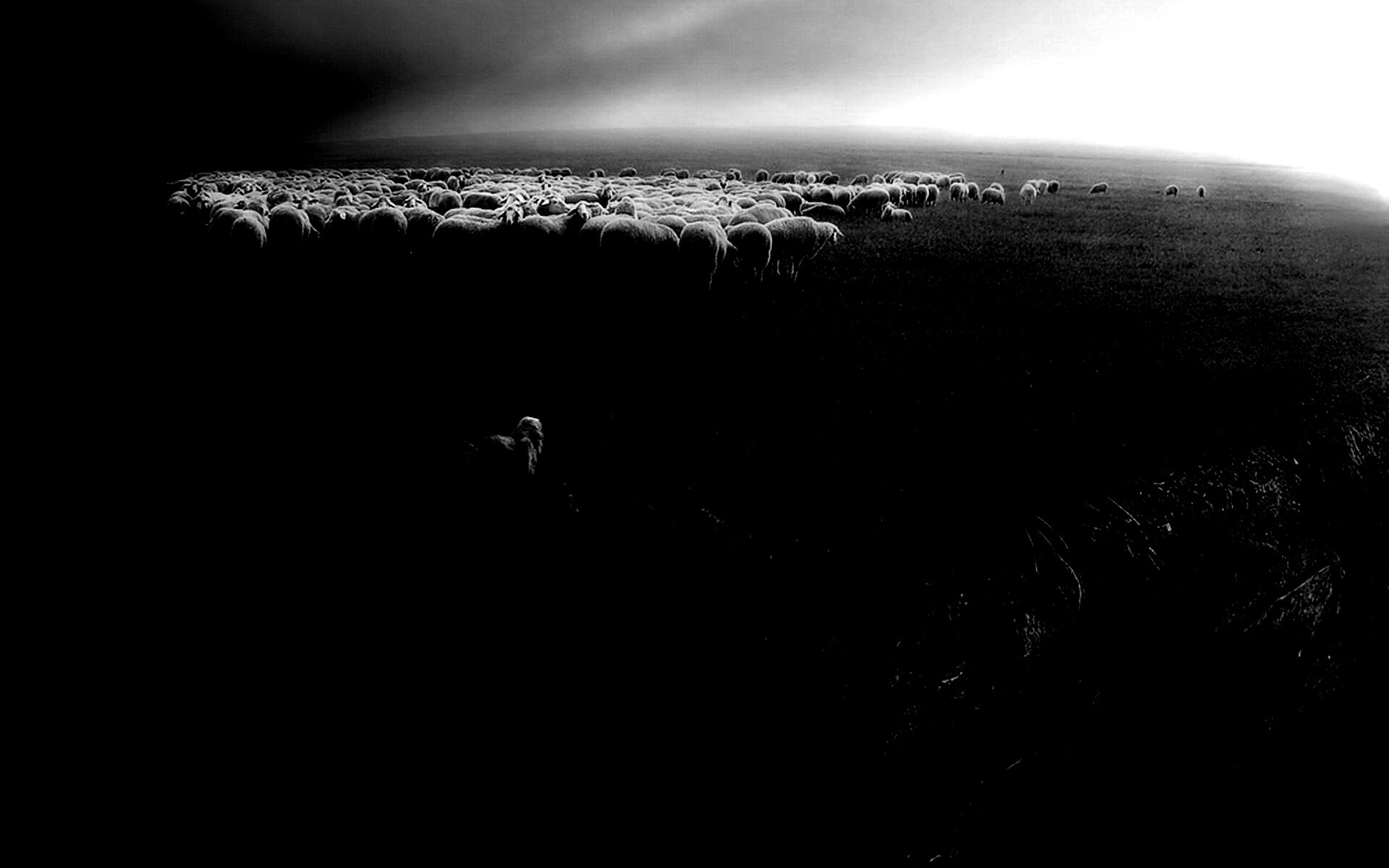 Волк и овцы обои