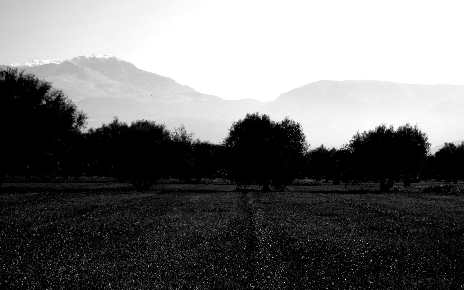 Зеленое поле обои