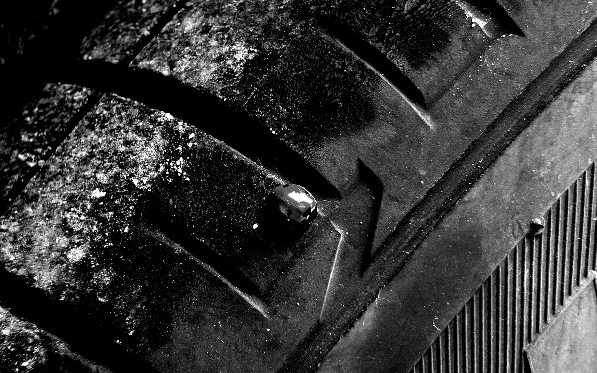 Божья коровка на автомобильной покрышке обои