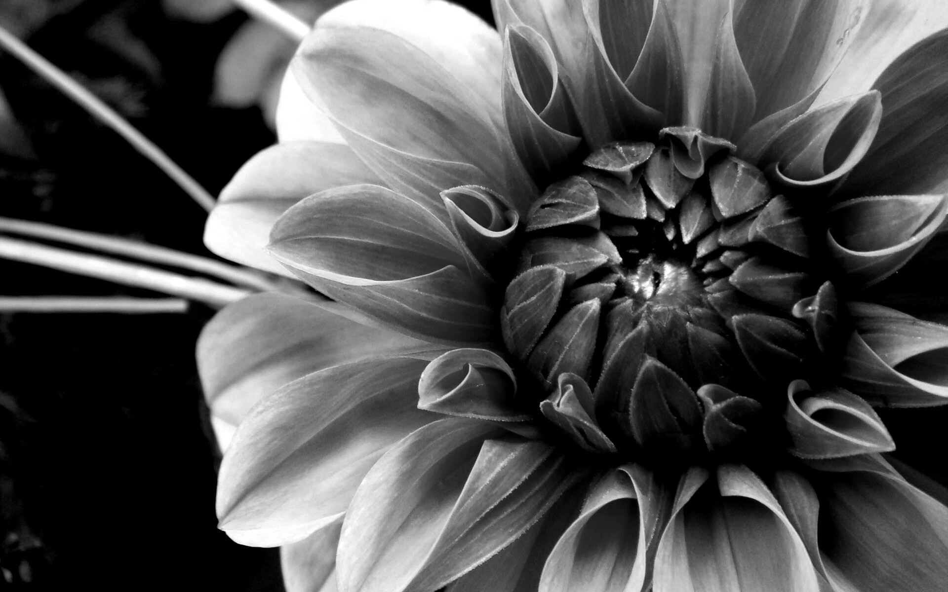 Аленький цветочек обои