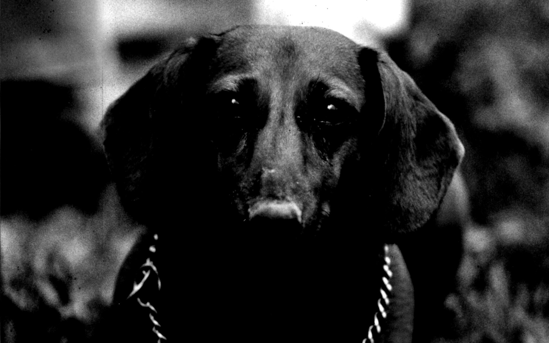 Рыжая такса обои