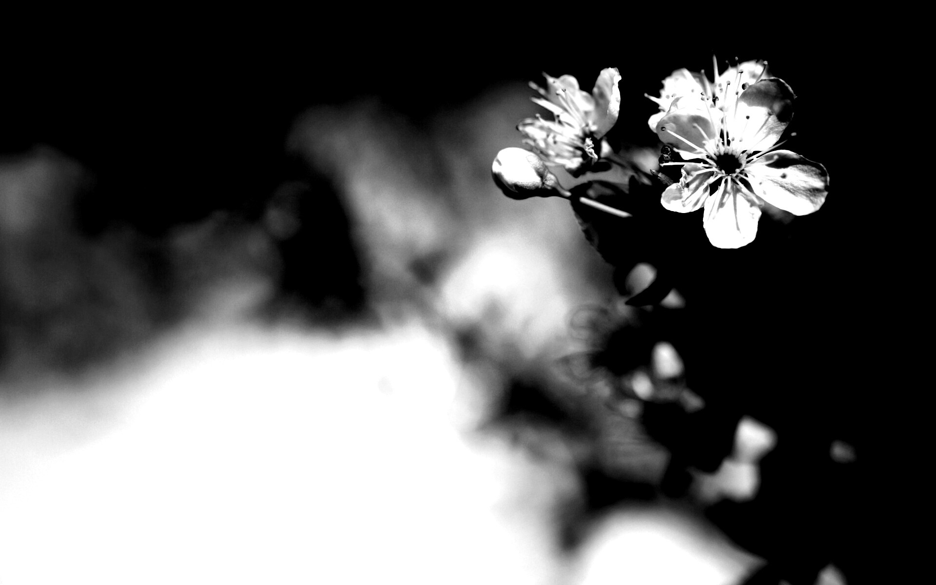 Цветок вишни обои