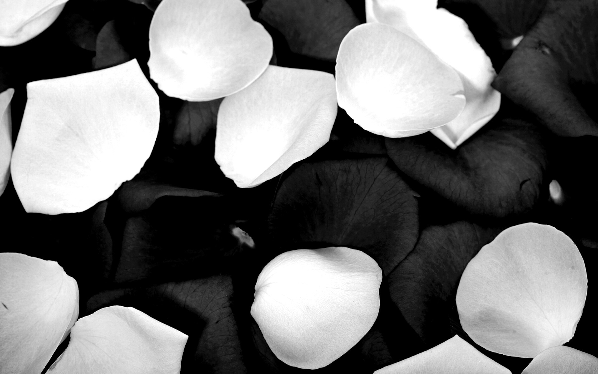 Розовые и красные лепестки обои