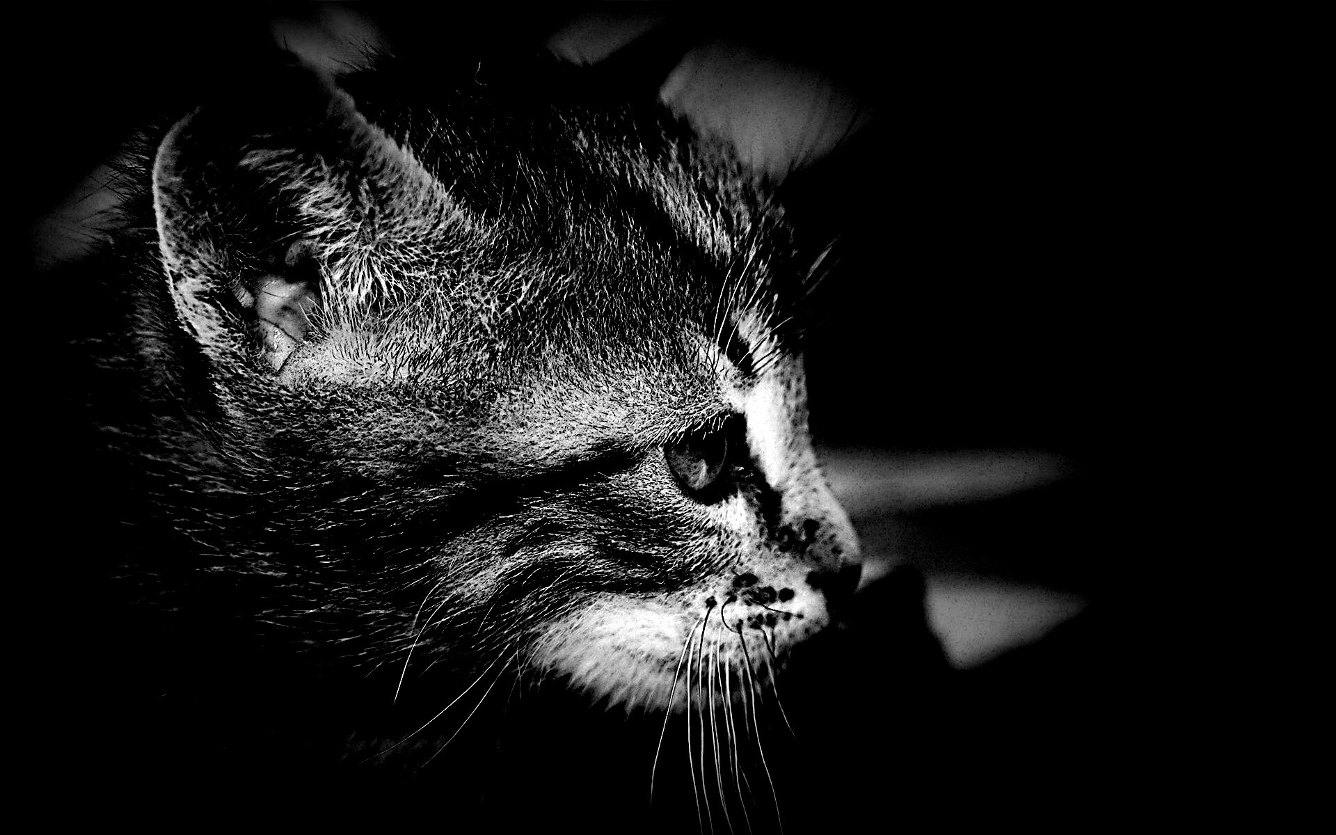 Котенок с голубыми глазами обои