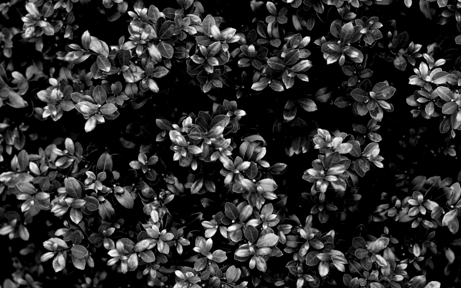 Густая листва обои