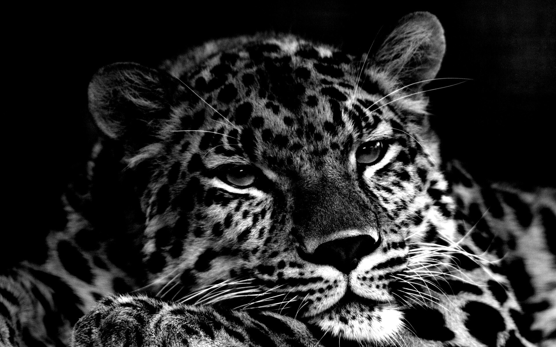 Злопасный ягуляр обои