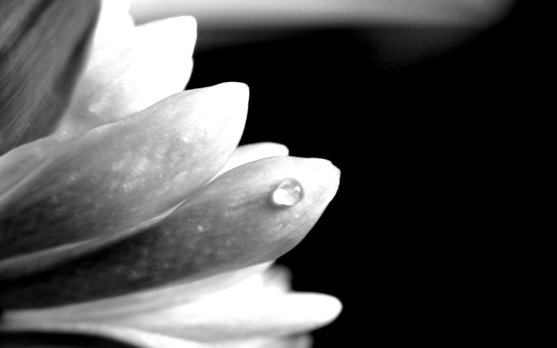 Капля на лепестке обои