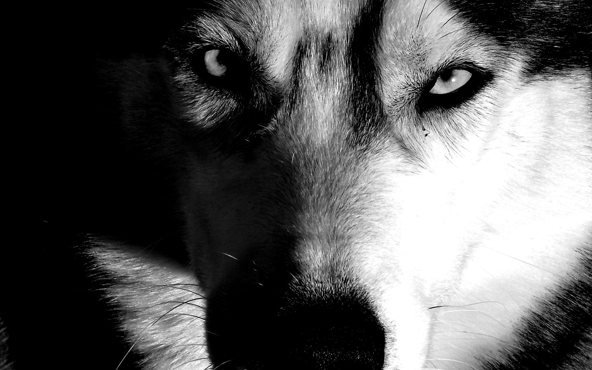 Собака с голубыми глазами обои