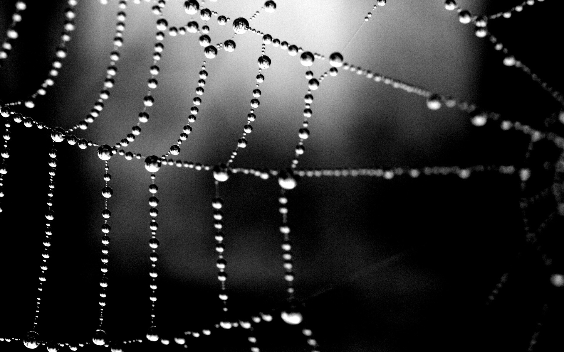 Капли на паутине обои