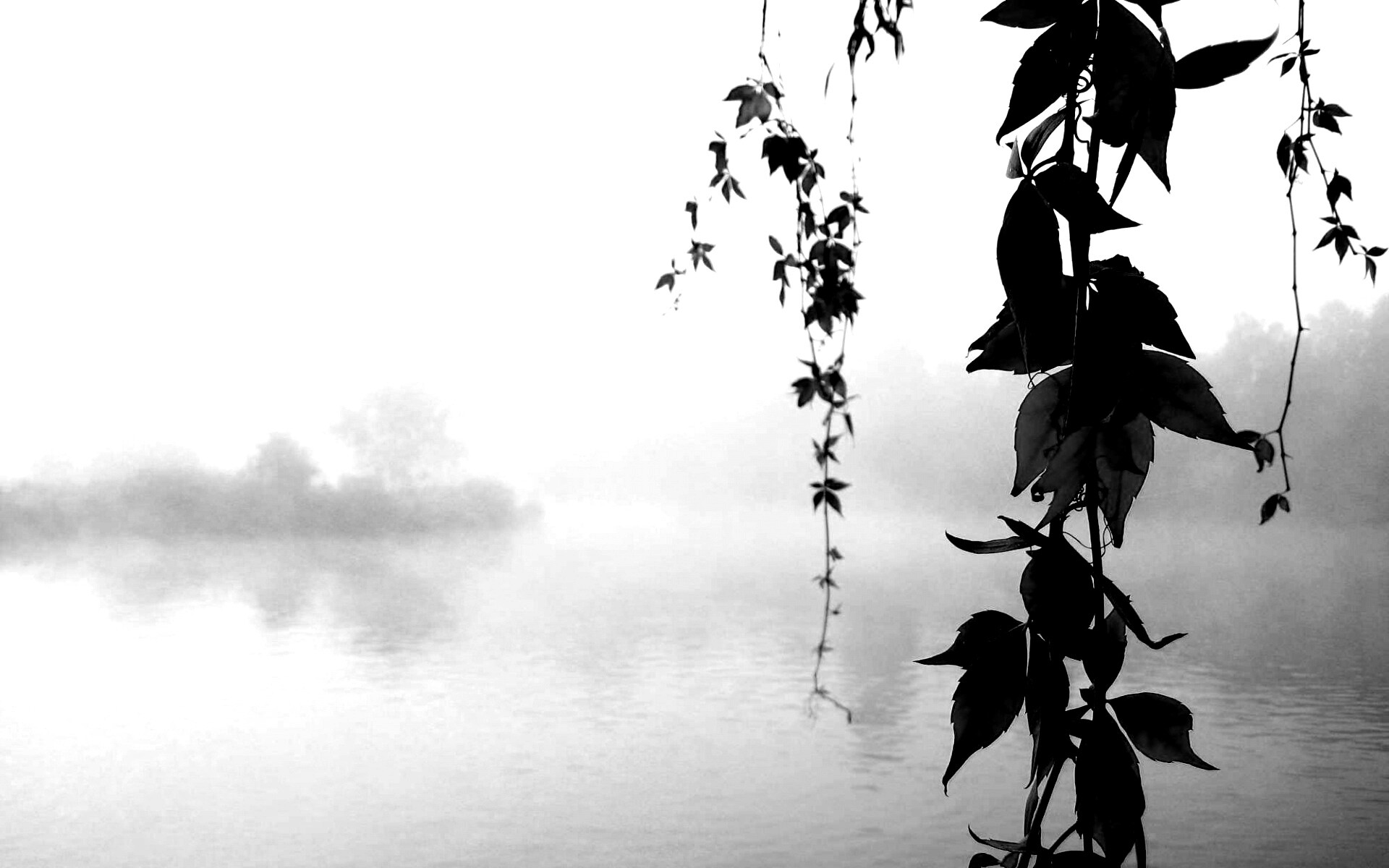 Ветви красного дерева обои