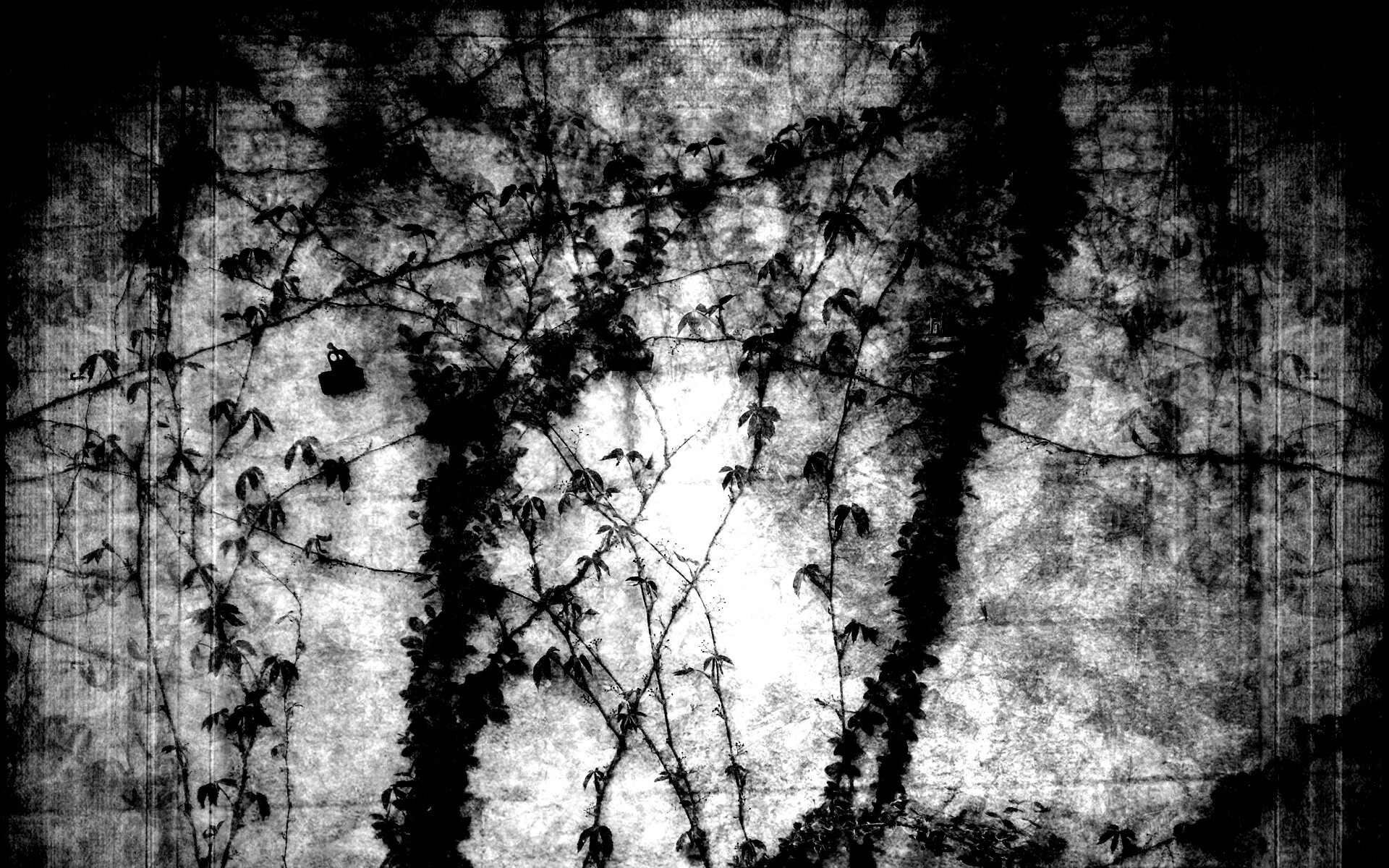 Растение на стене обои