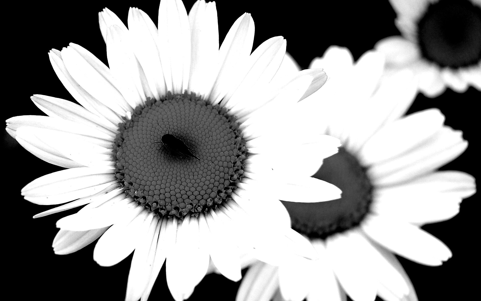 Ромашки обои