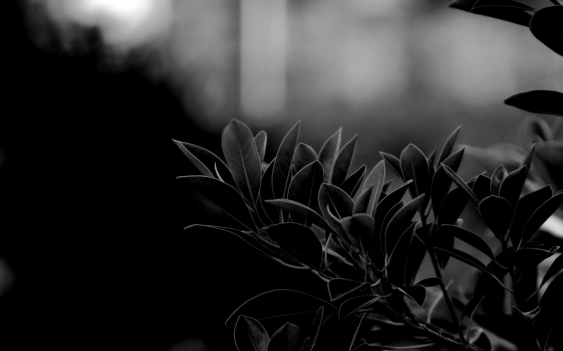 Листья обои