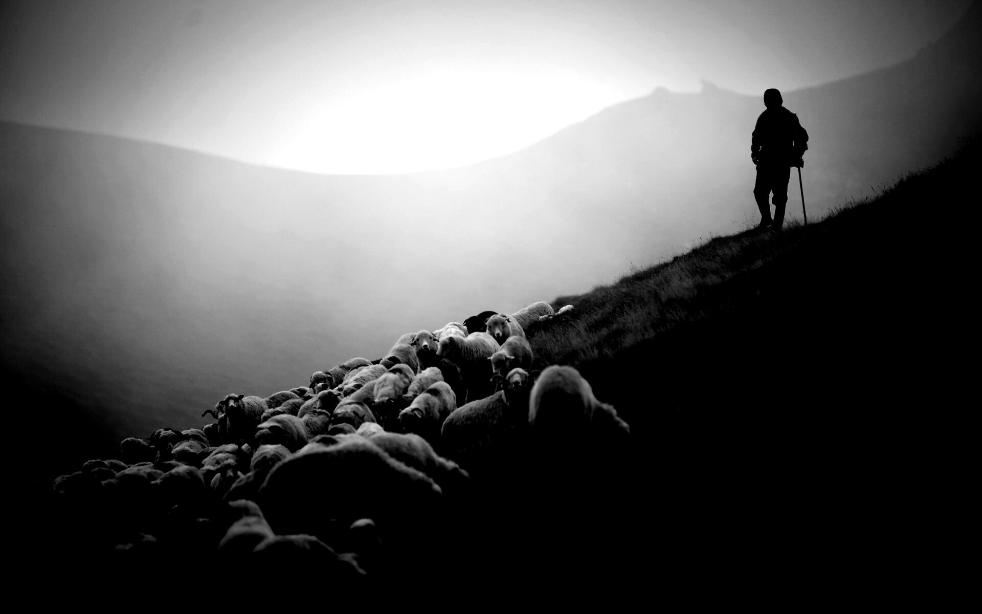 Пастух и стадо обои