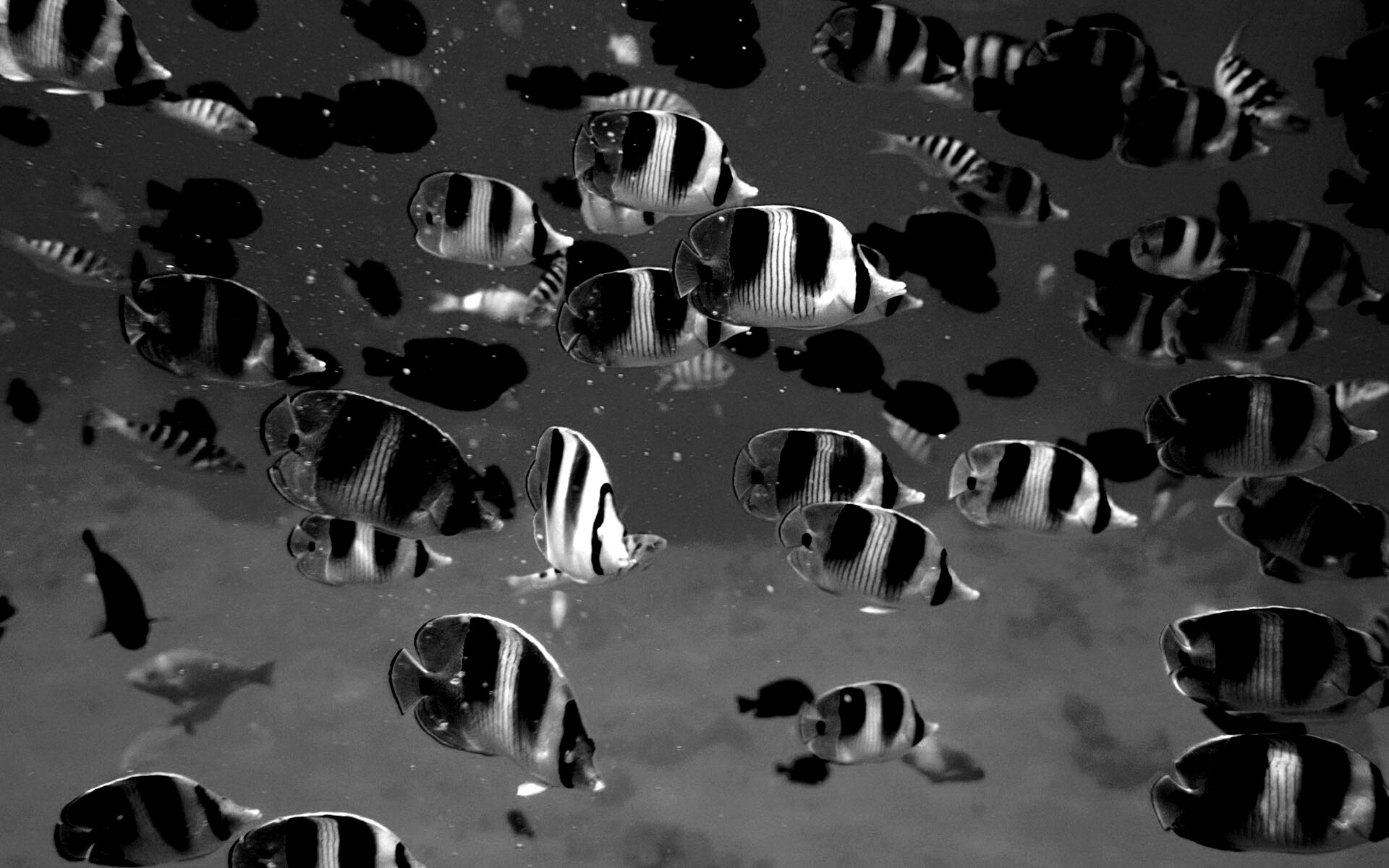Косяк тропических рыбок обои