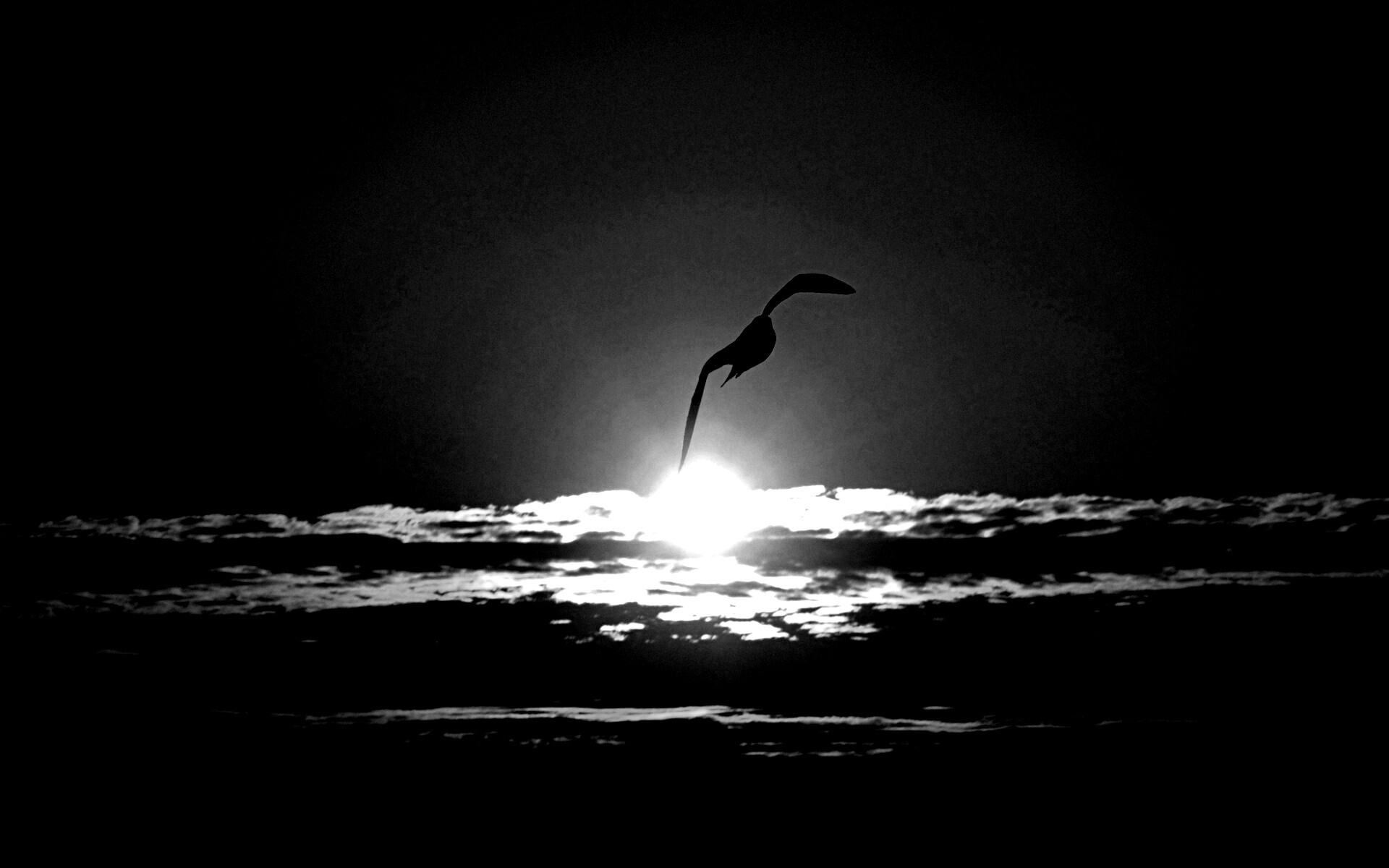 Морская чайка обои