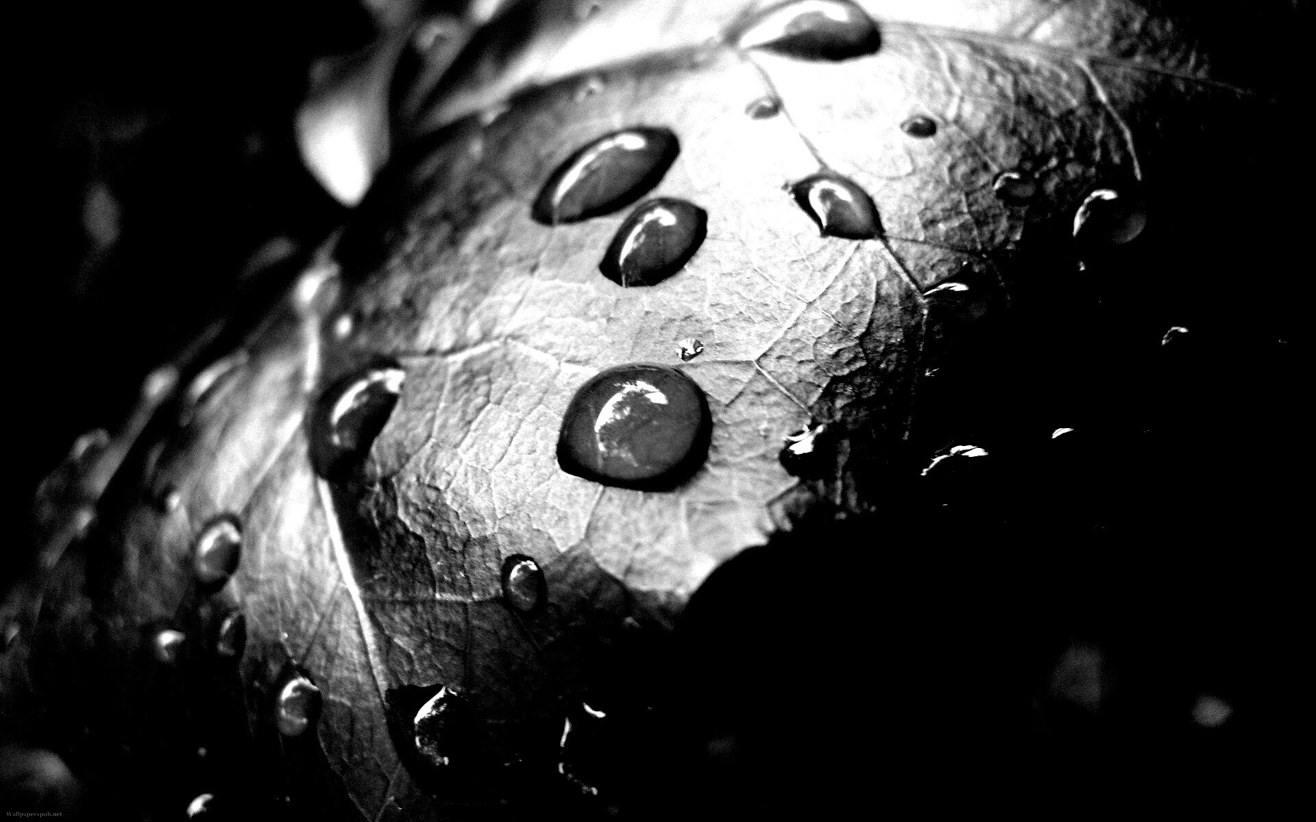 Капли росы на листе обои