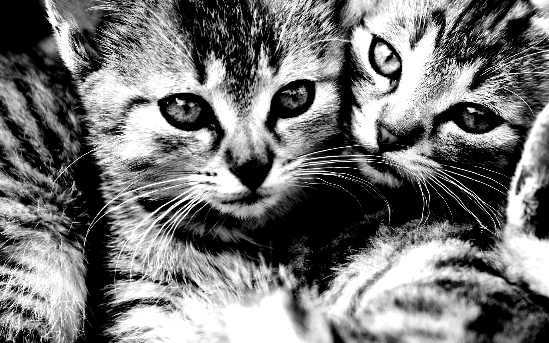 Котята в обнимку обои