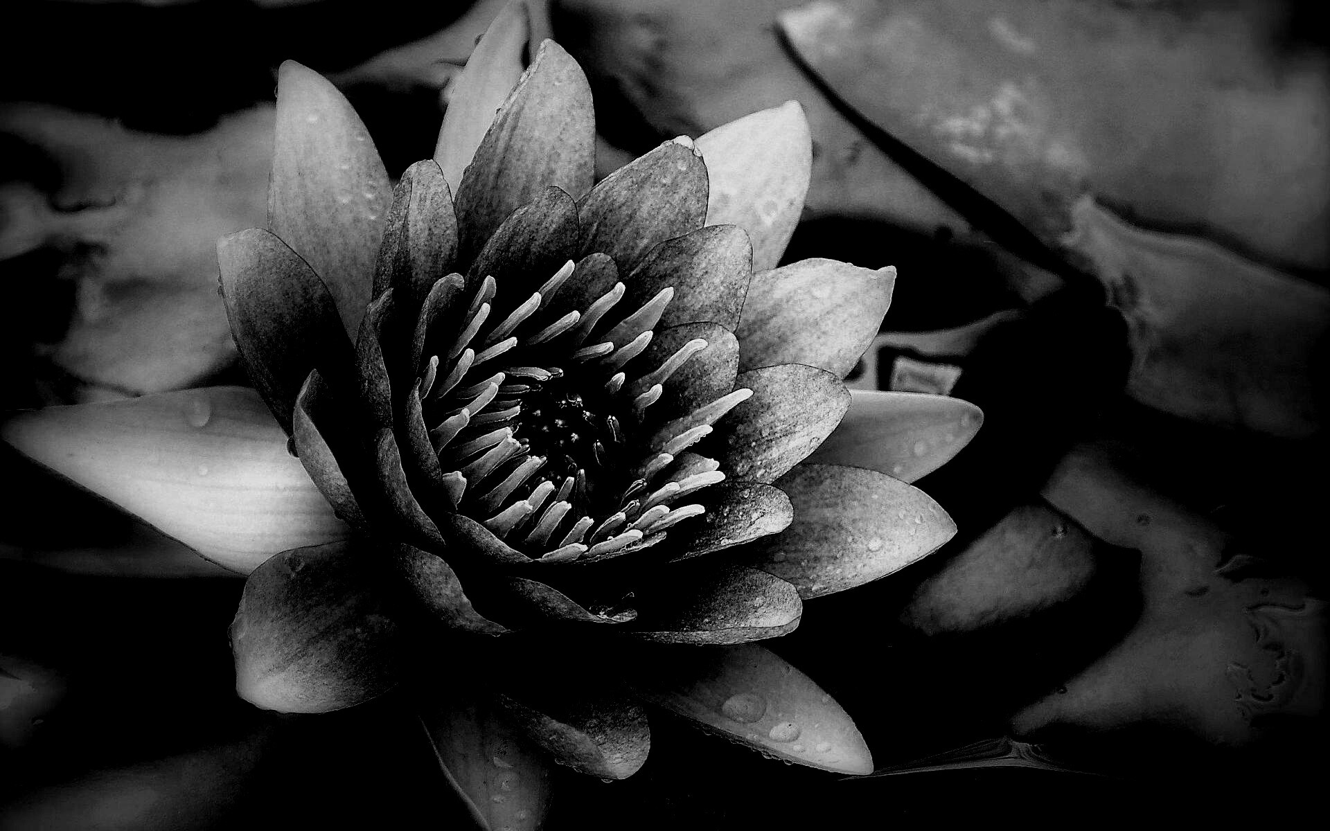 Кувшинка обои