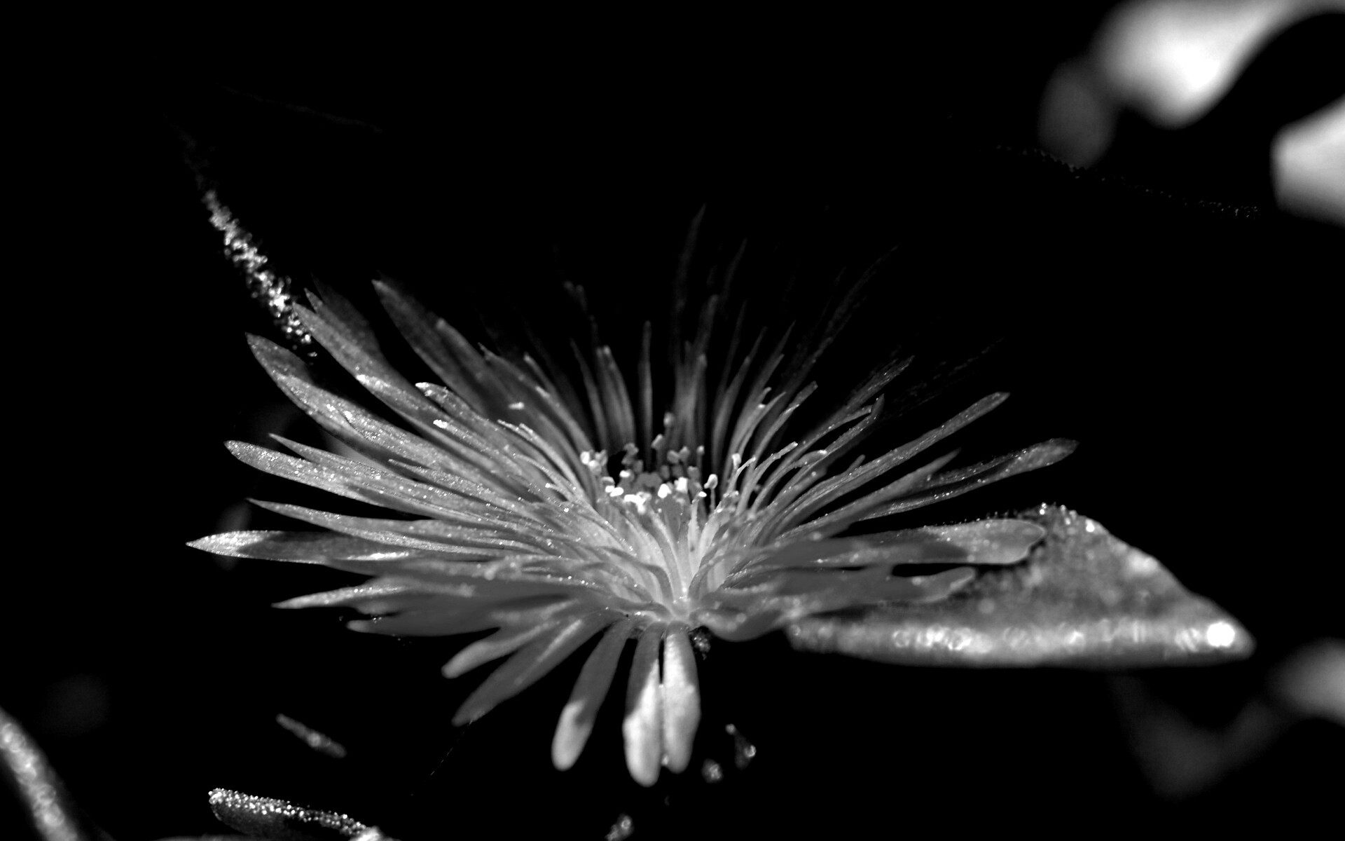 Чудесный цветок обои