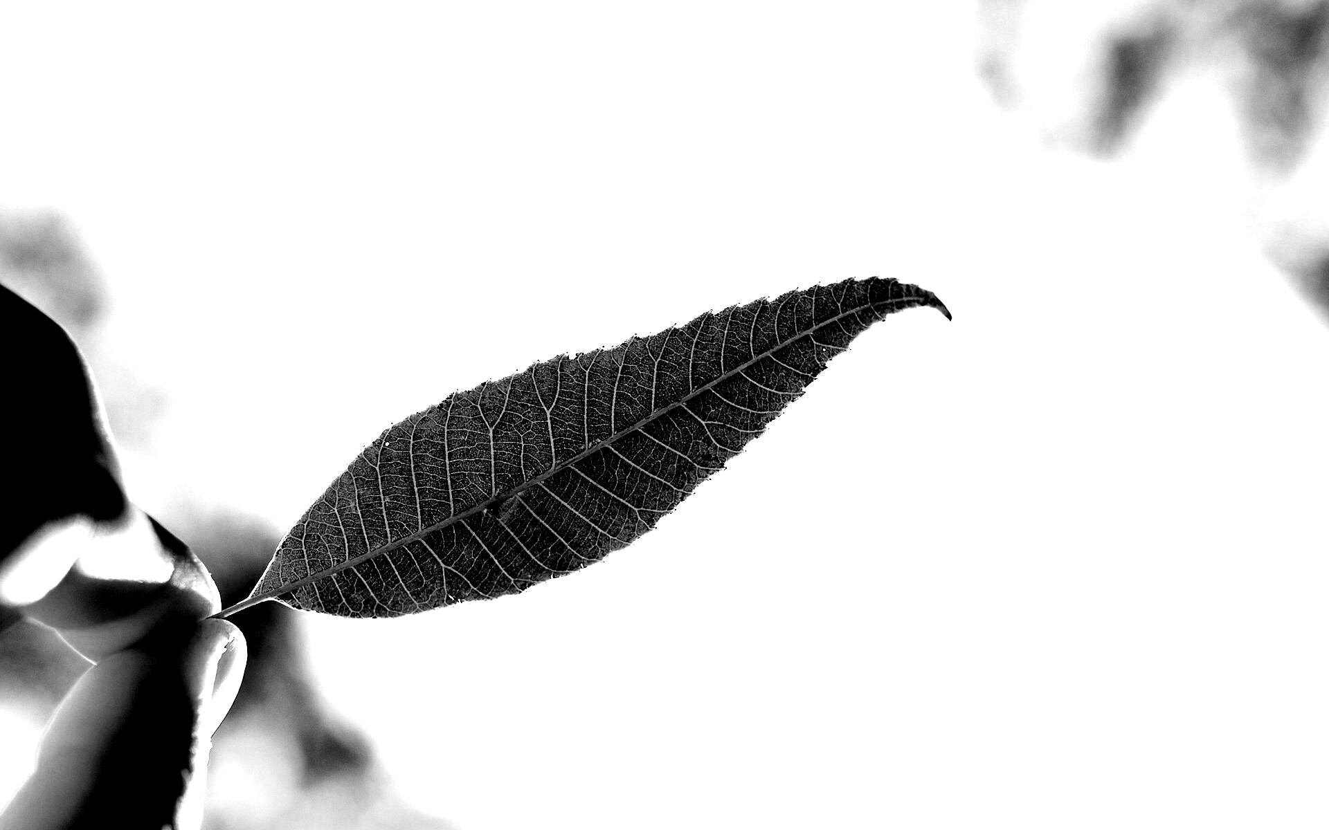 Листик в пальцах обои