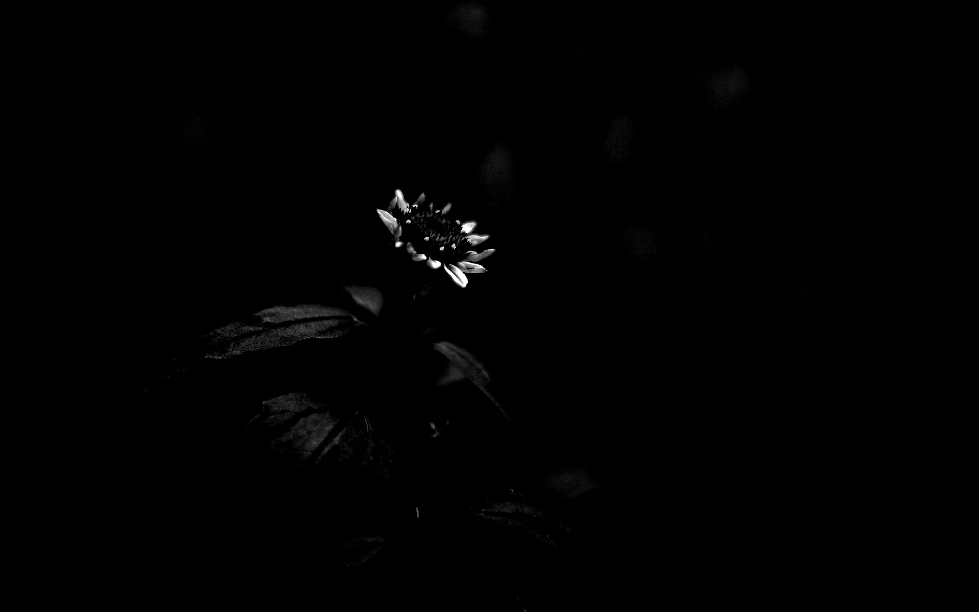 Фотография цветка обои