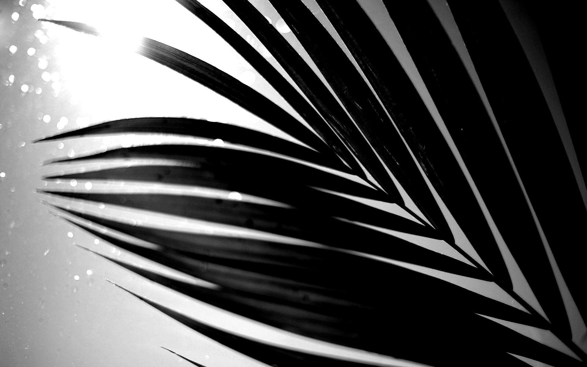 Солнце просвечивает сквозь пальмовый лист обои