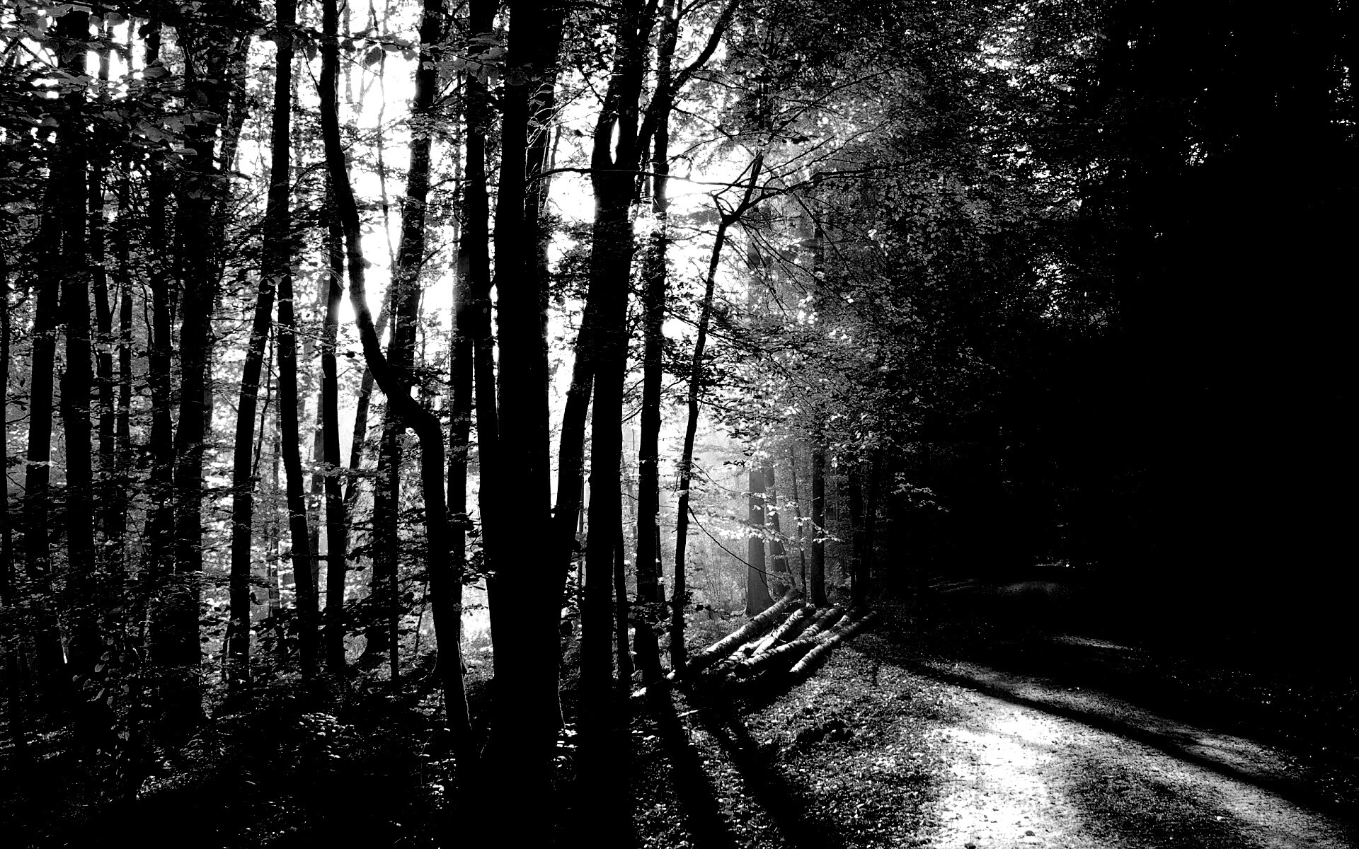 Дорога вдоль просеки в осеннем лесу обои