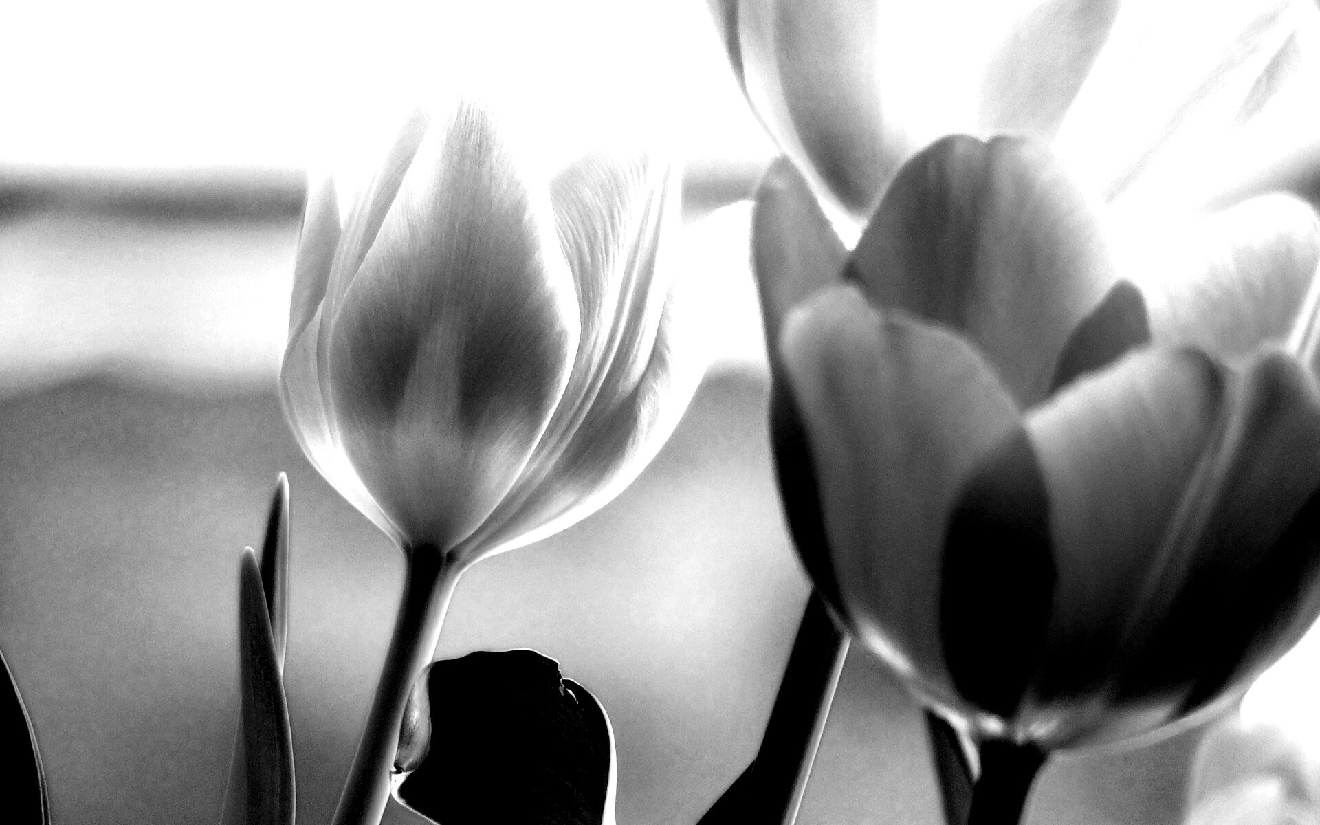 Тюльпаны обои