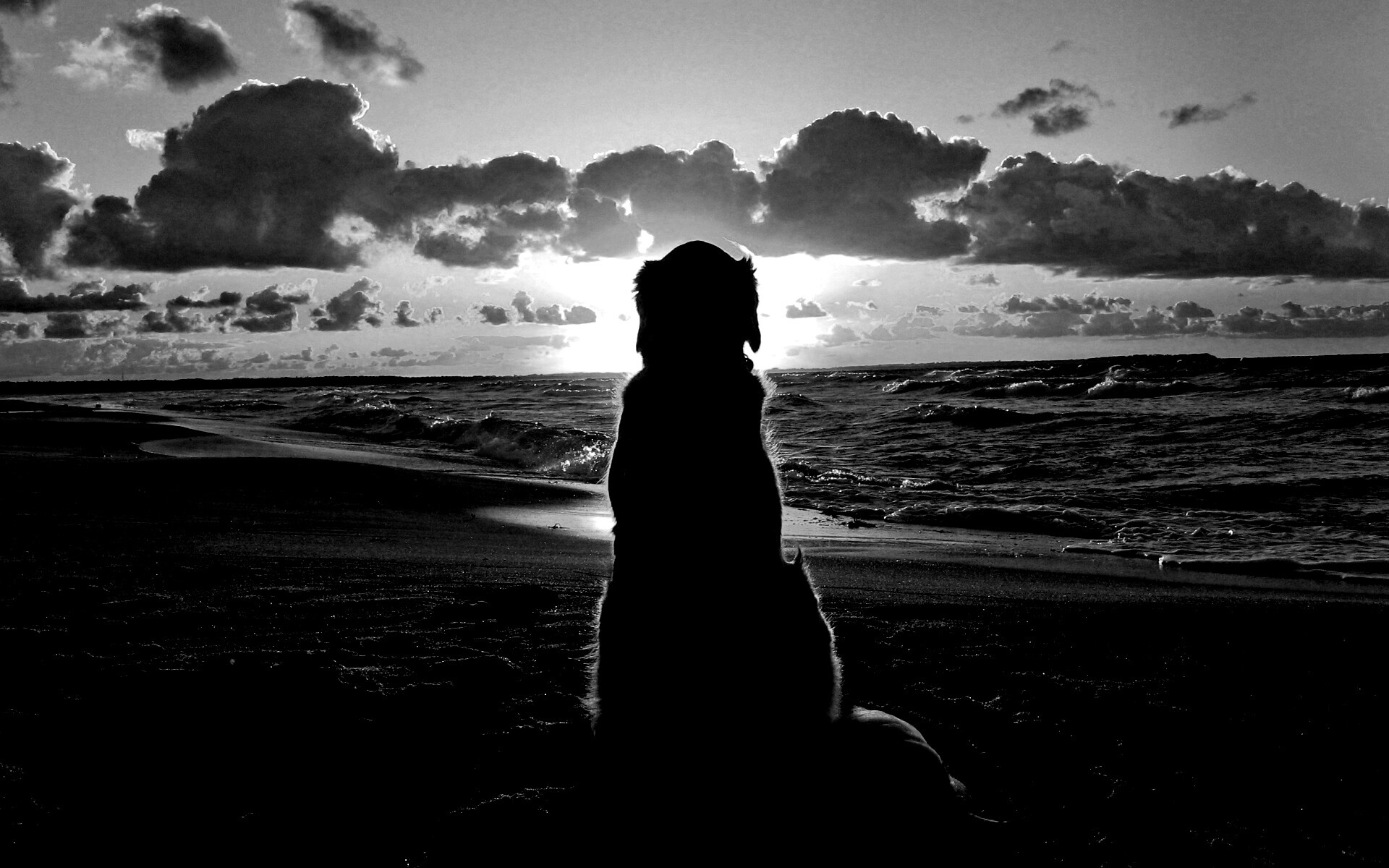 Собака наблюдающая закат на пляже обои