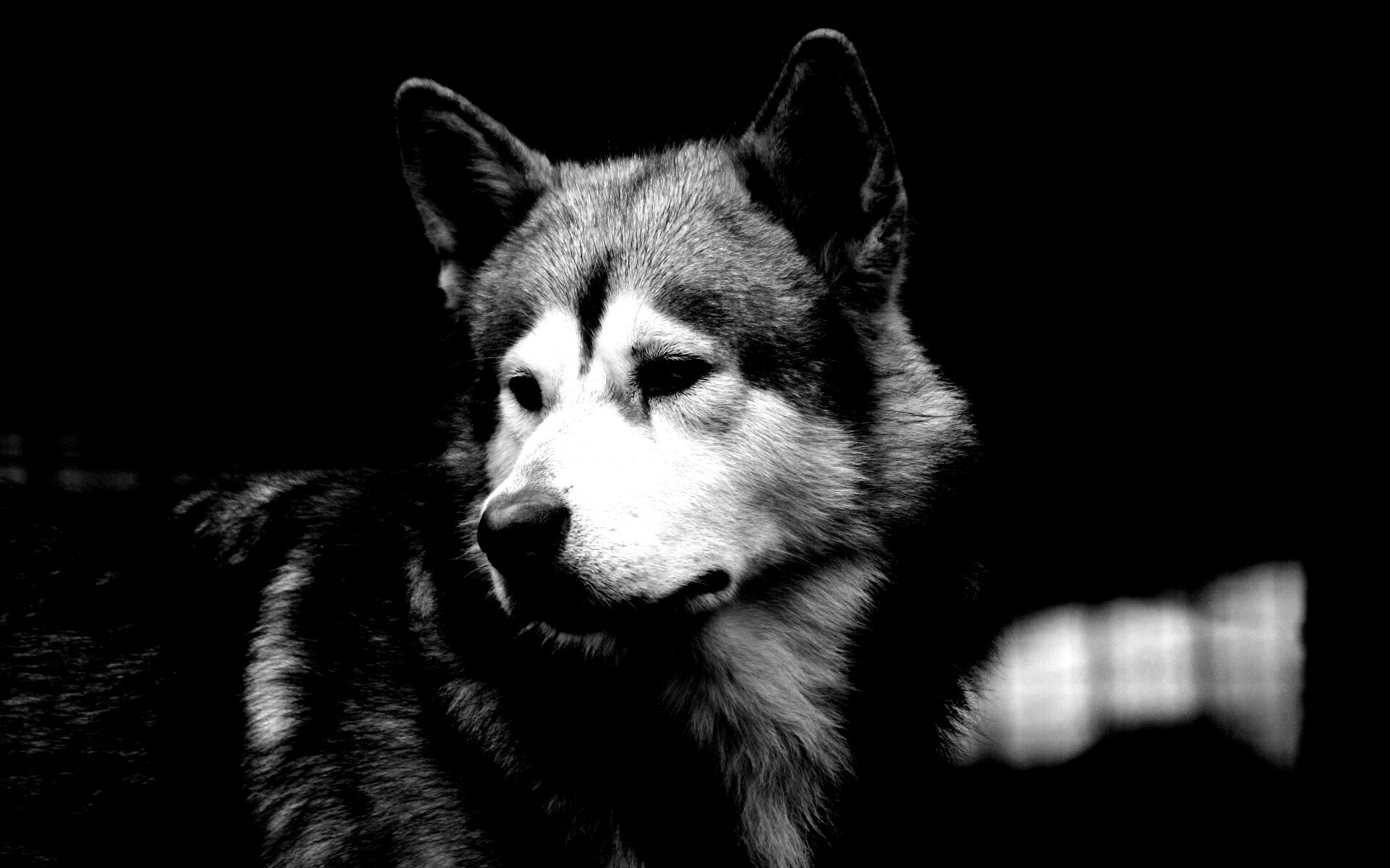 Собака с грустным взглядом обои