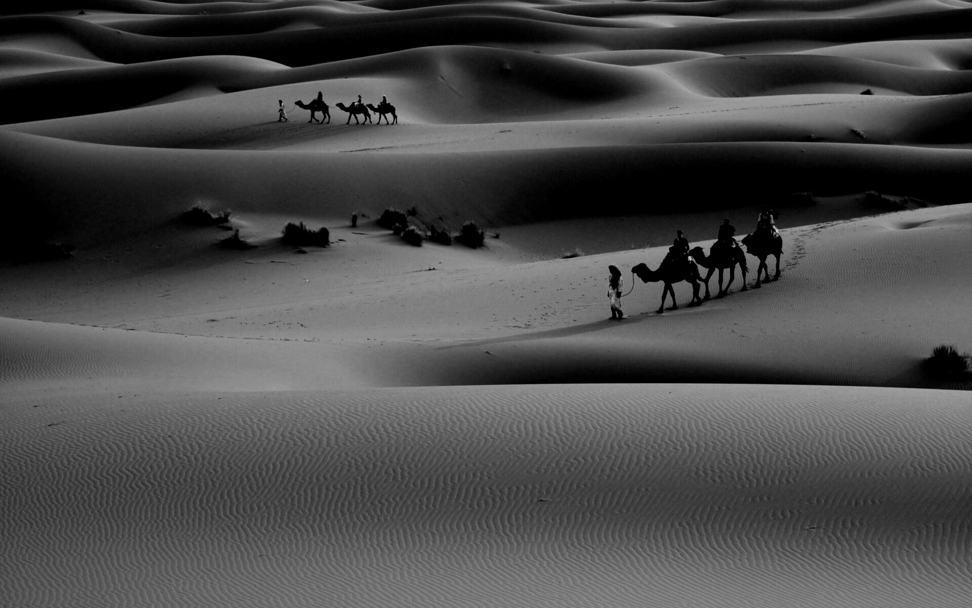 Караваны пустыни обои