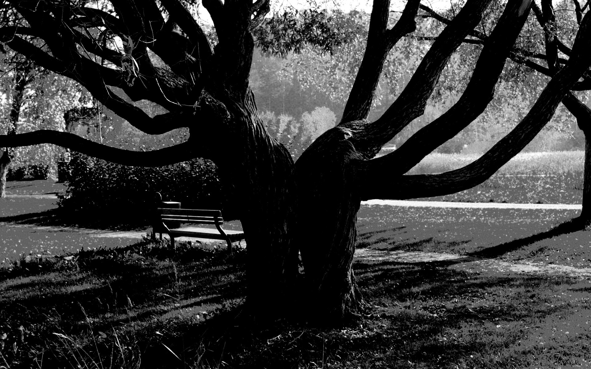 Старые сросшиеся деревья обои