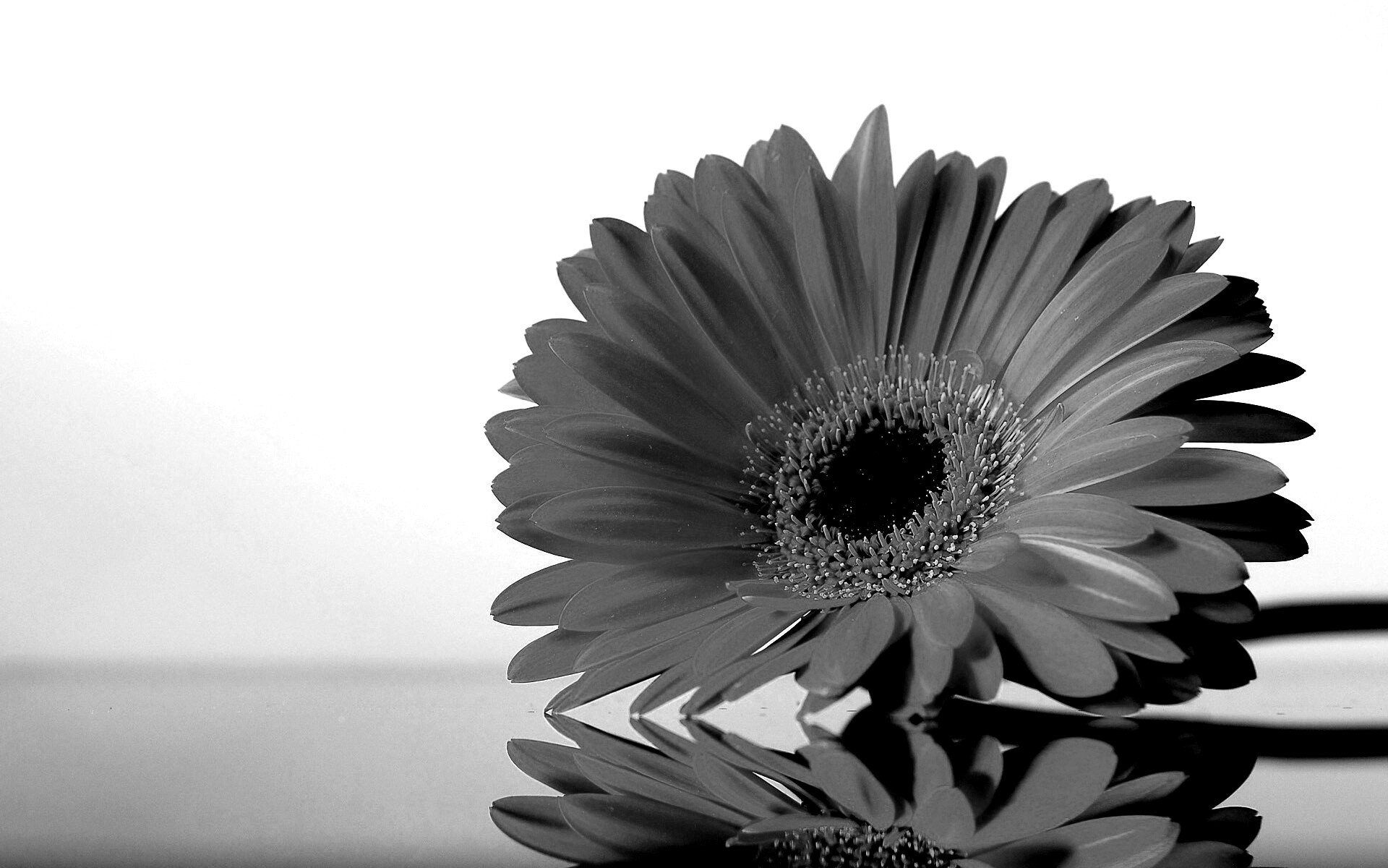 Гербер на стекле обои