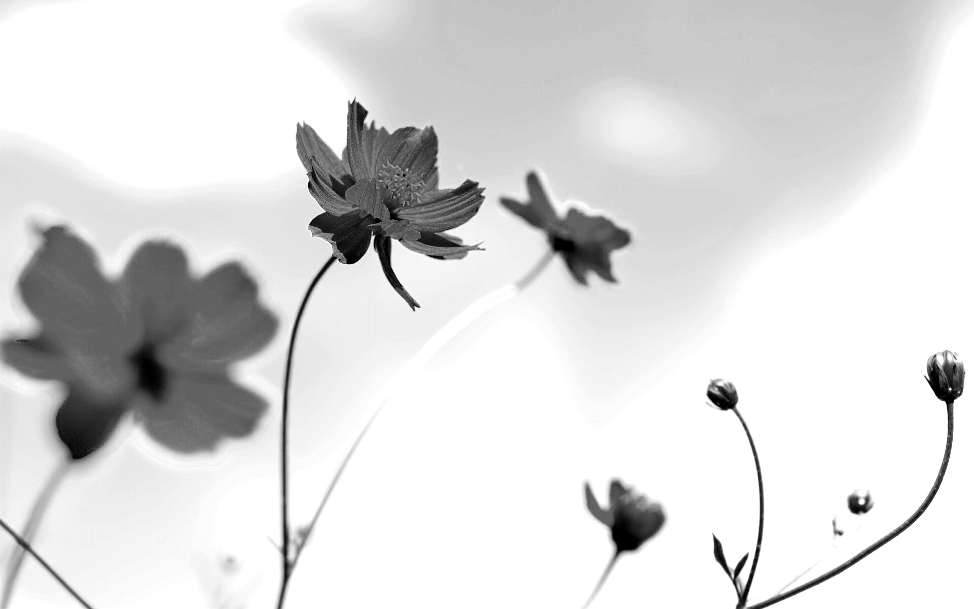 Летние цветы на фоне неба обои