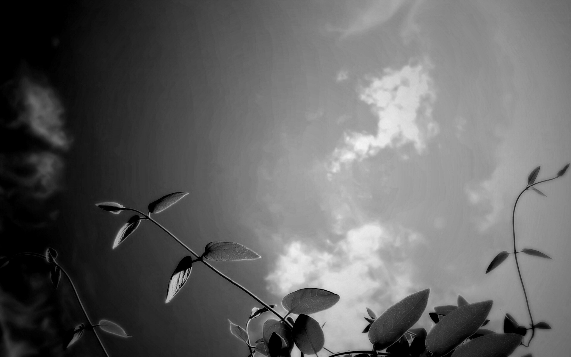 Веточки на фоне неба обои