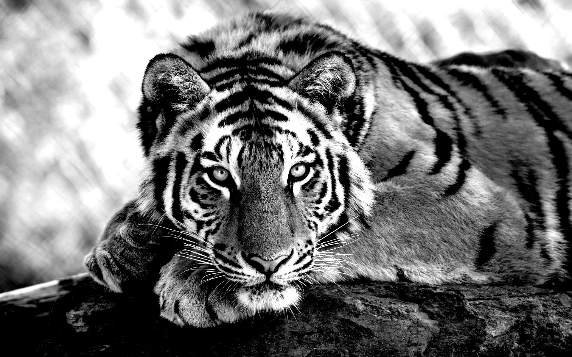 Большая полосатая кошка обои