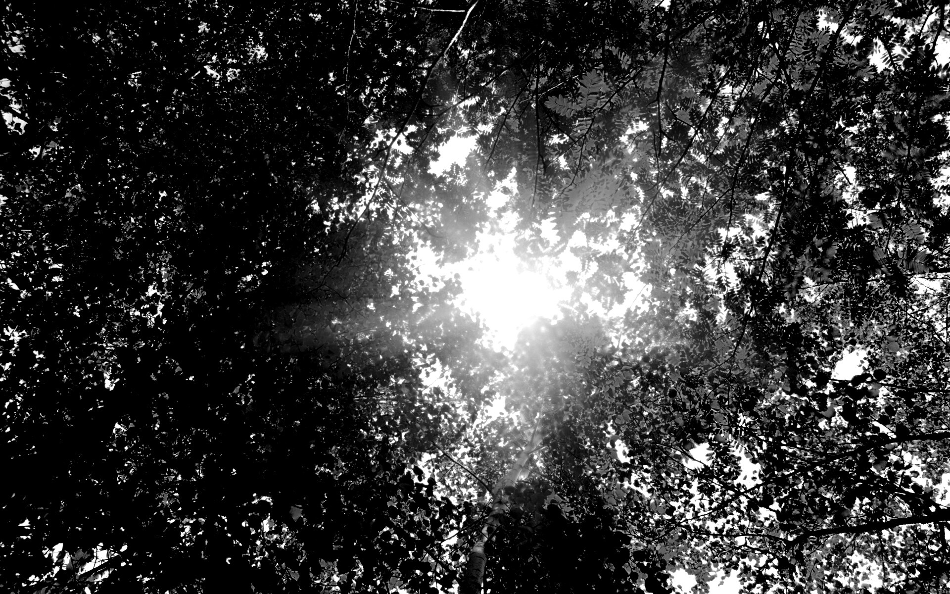 Яркий зеленоватый свет пробивающийся сквозь листву обои