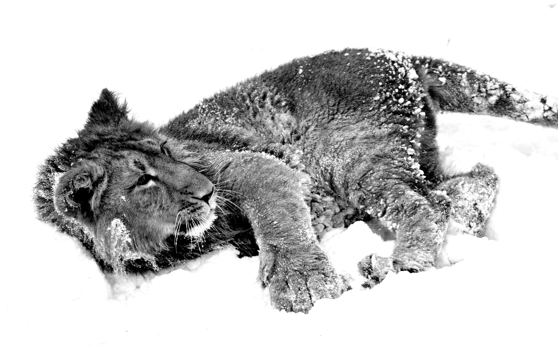 Львёнок в снегу обои