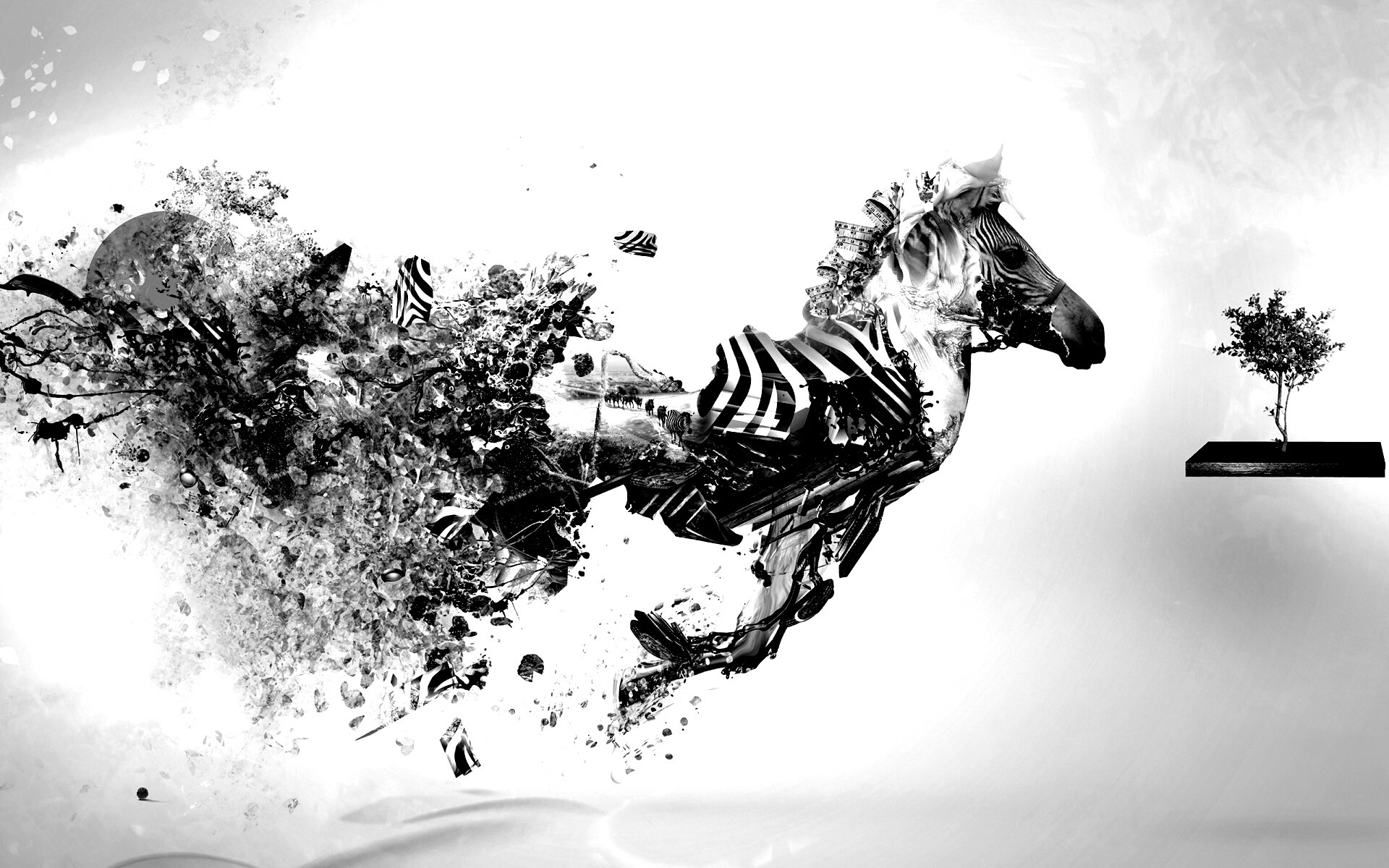 Зебра и бонсай обои