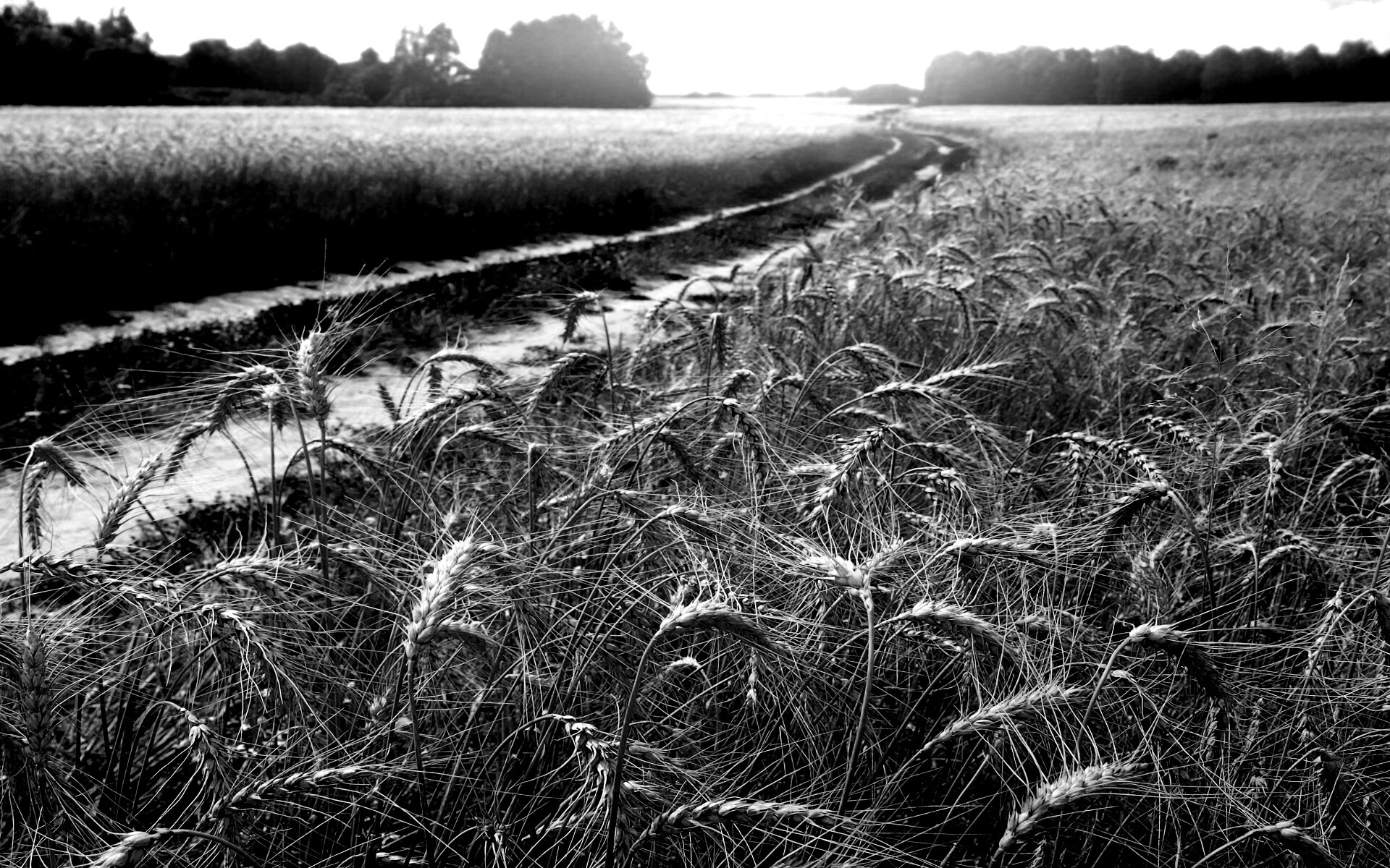 Речка среди поля обои