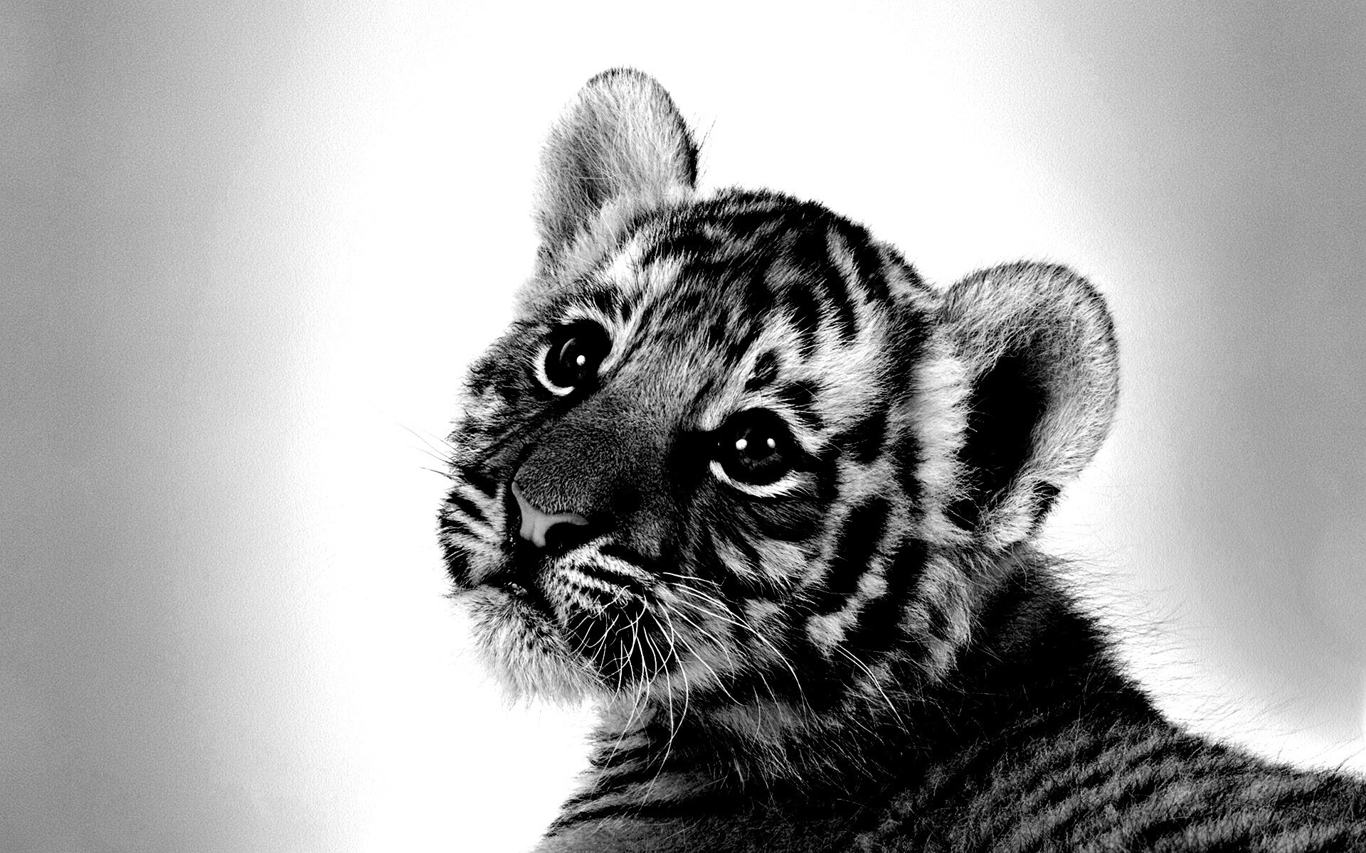 Тигрёнок с грустным взглядом обои