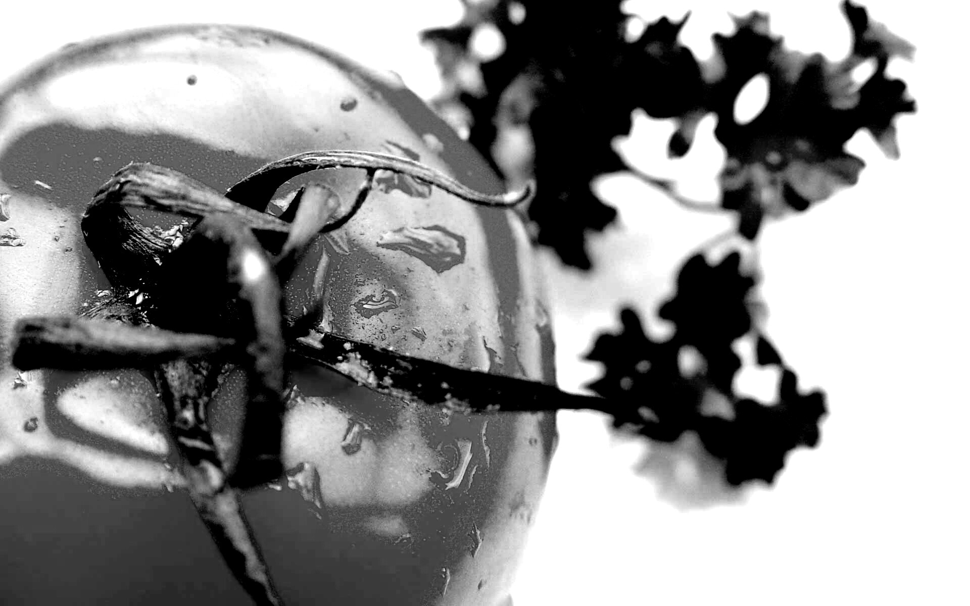 Свежая помидорка обои