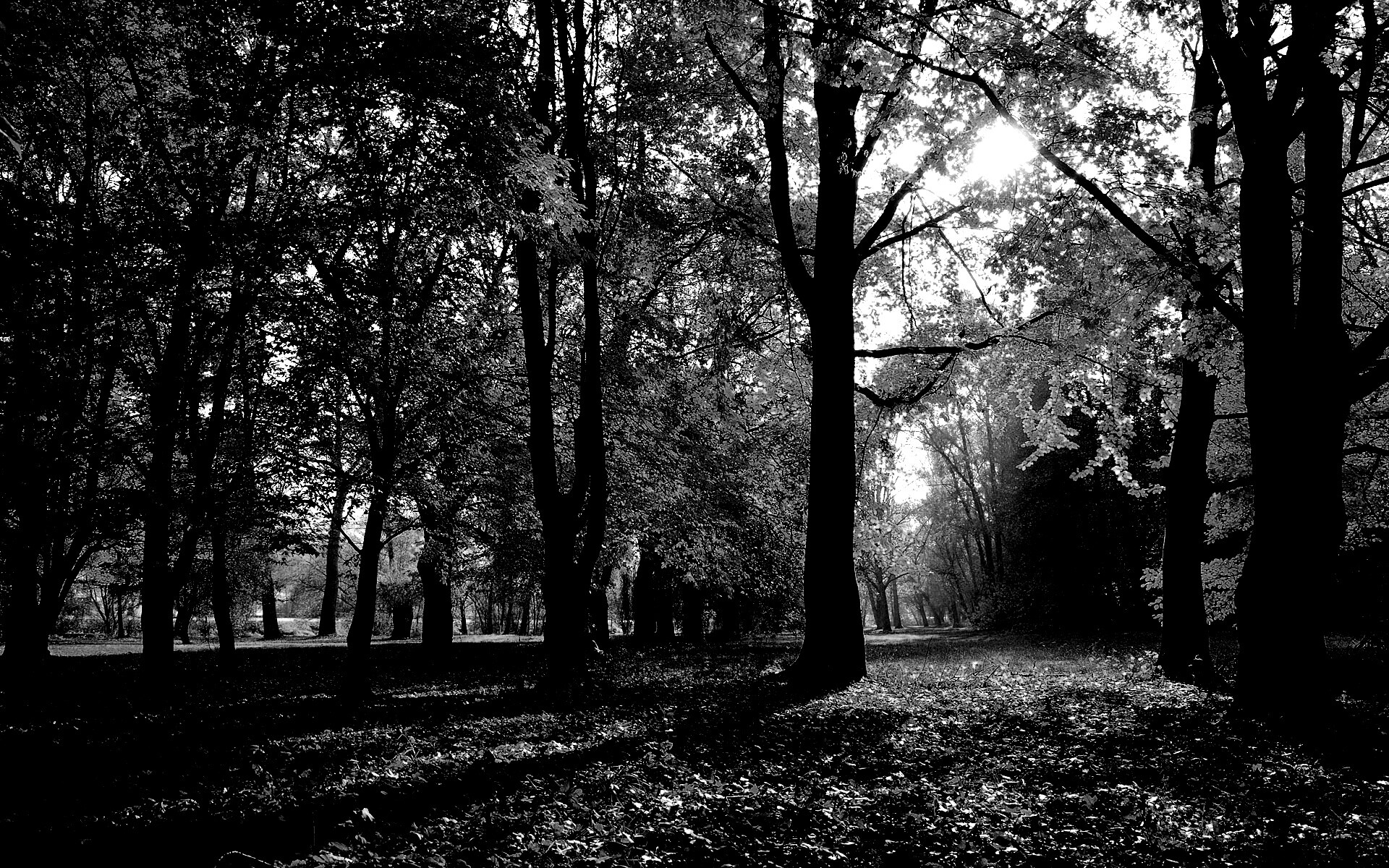 Осенний листопад в парке обои