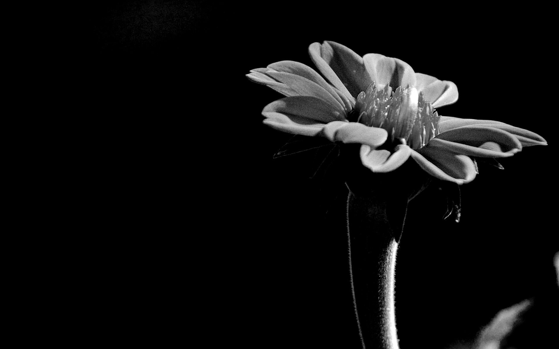 Красивый красный цветок обои