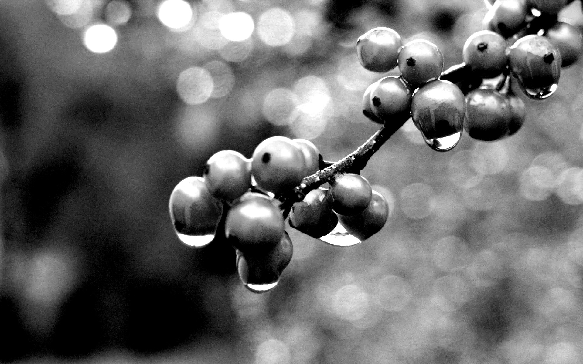 Капли росы на ягодах рябины обои