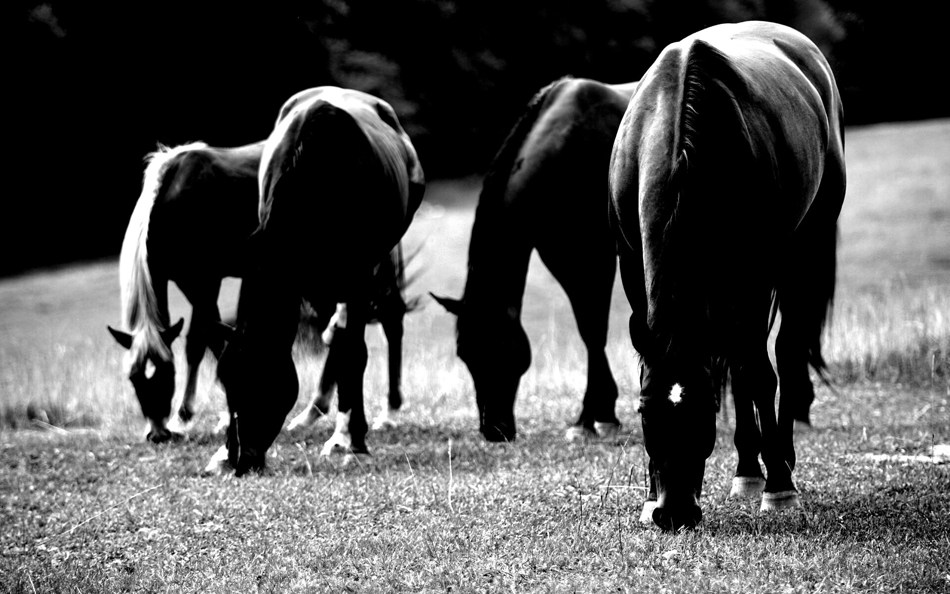 Время пощипать травку обои