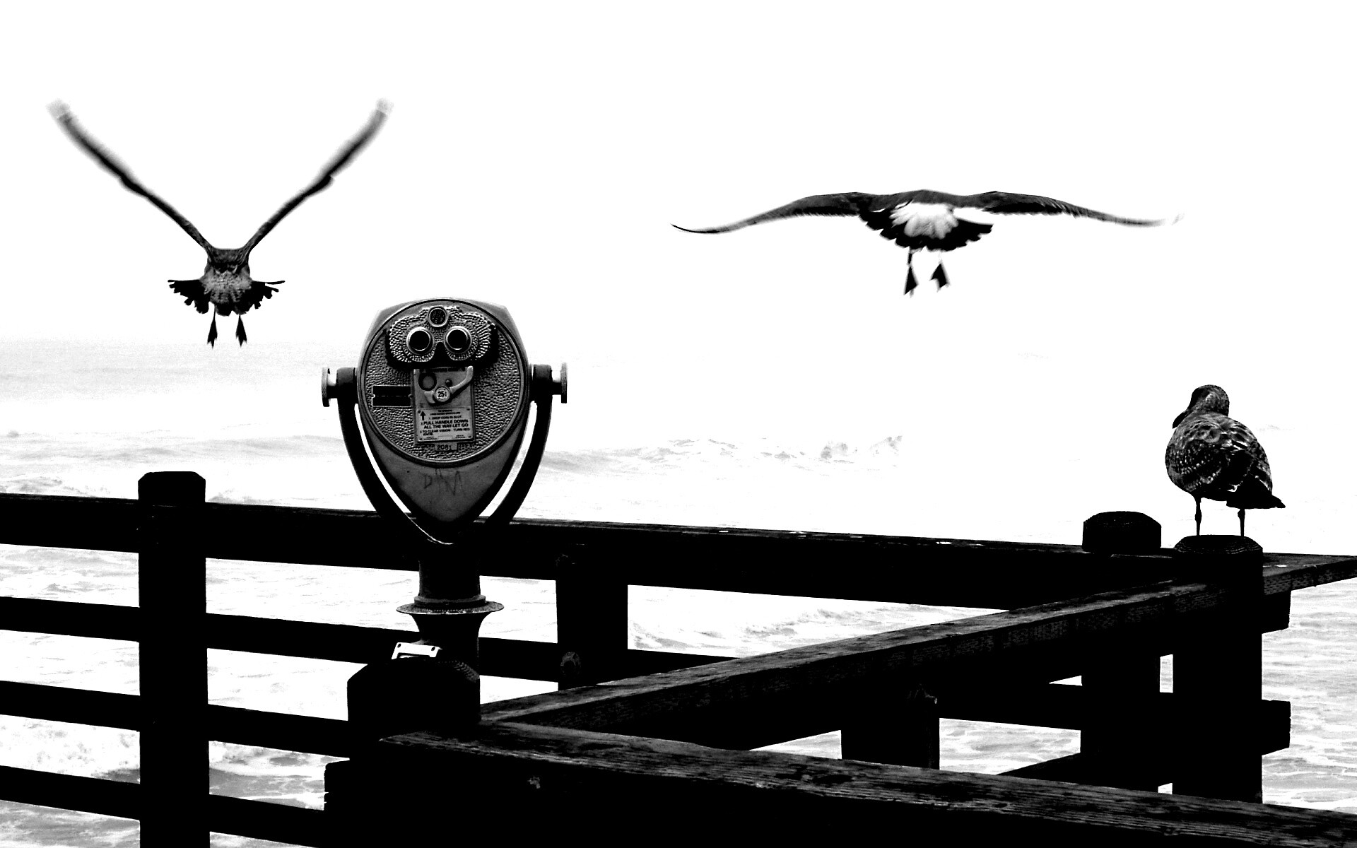 Чайки на перилах пирса обои