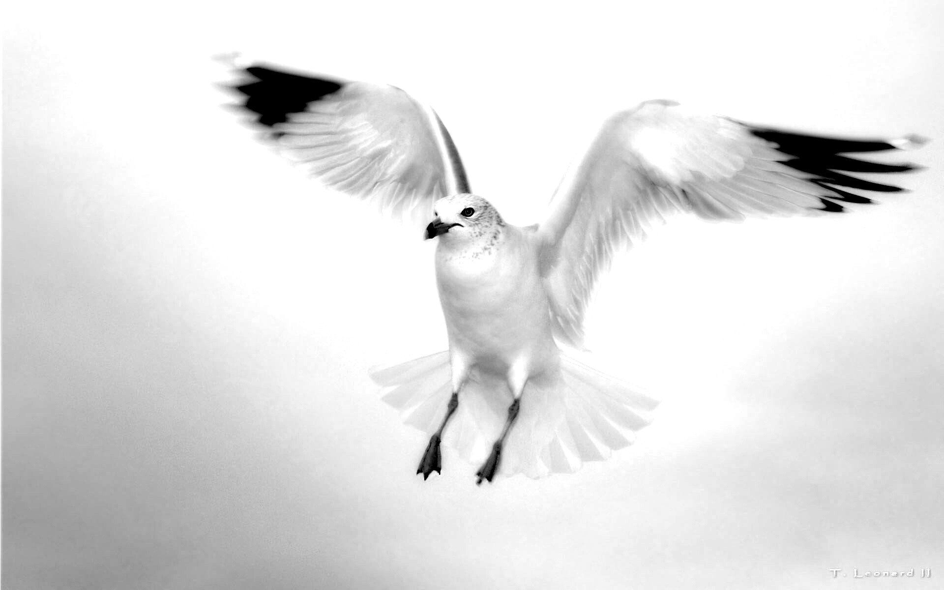 Гордая белая птица обои